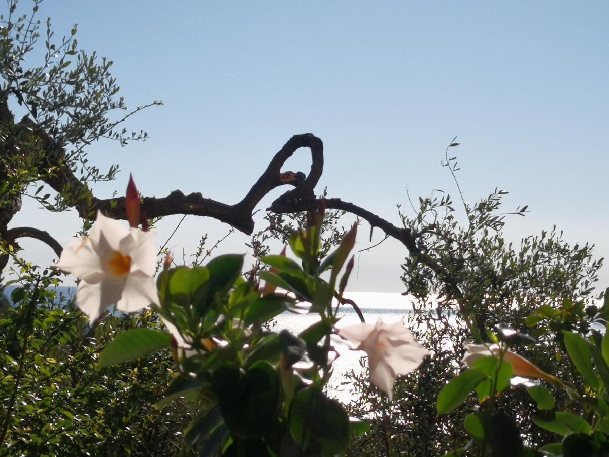 Florinda Lemon'S Suite Cervo Exterior photo